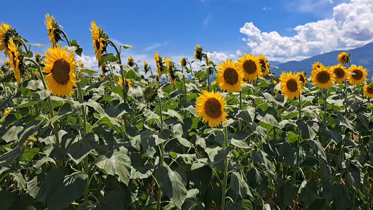 mitukiさま専用 黄昏のひまわり畑ほか　3点おまとめ 📣今日（8/5）のひまわり畑🌻 ＼ 日に日に開花が進み、まもなく