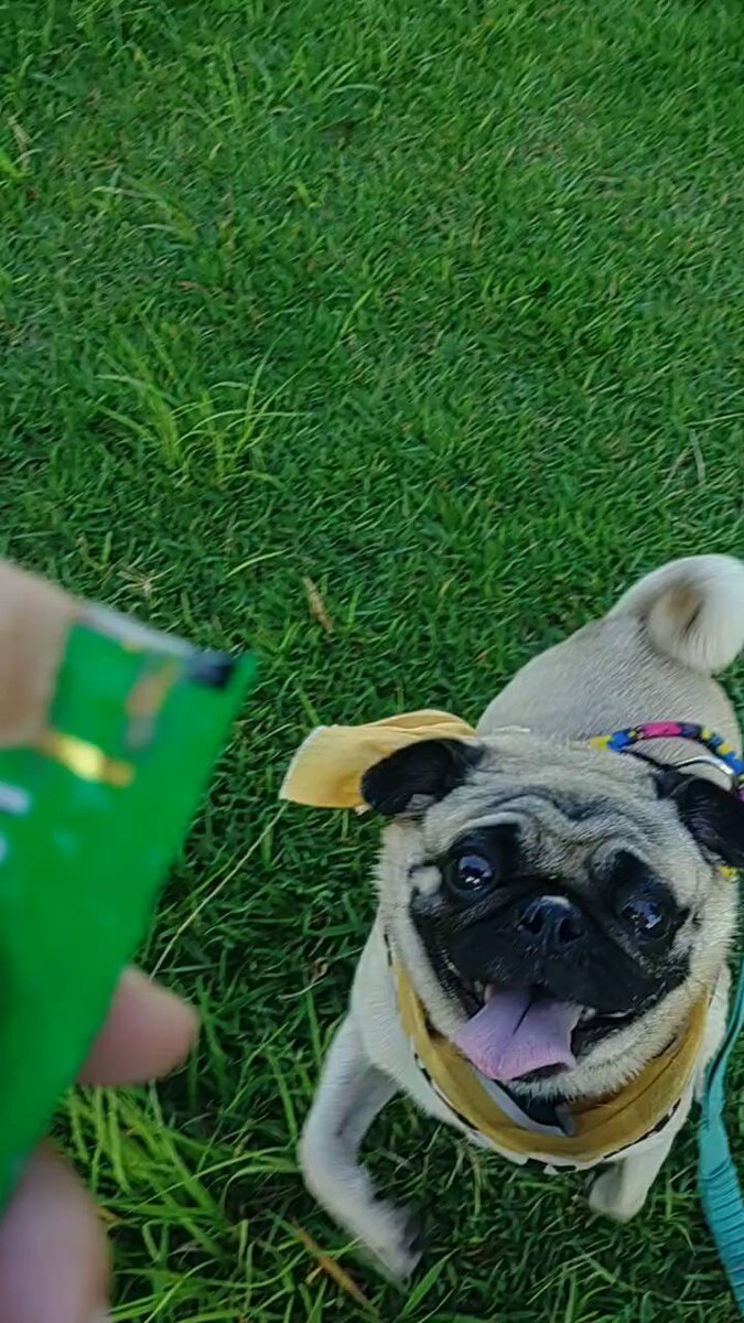 あきぱぐ PUGJYU パグ獣　３体セット あきぱぐ PUGJYU パグ獣 3体セット あきぱぐ PUGJYU パグ獣 3体
