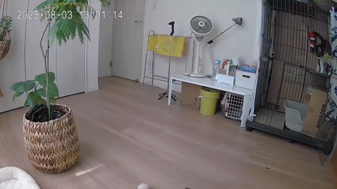 こっこ❁﻿売り切り隊部屋 百円 on X: 