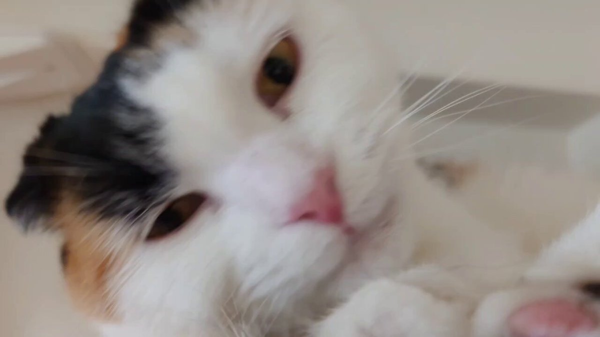 三毛猫仔猫（プロフ必読）ページ 三毛猫仔猫（プロフ必読）様専用 - メルカリ