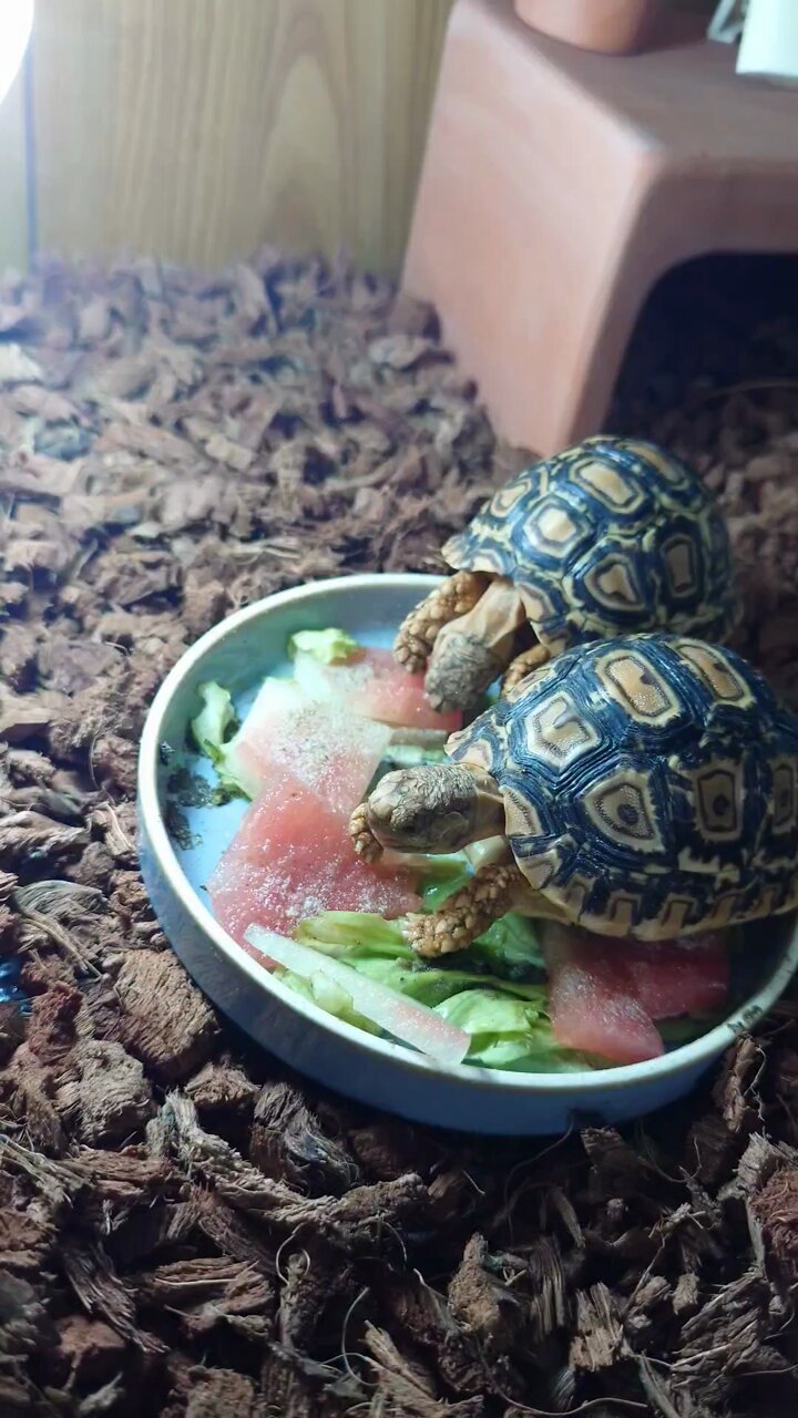 Tom@たまへびや🐍 on X: 