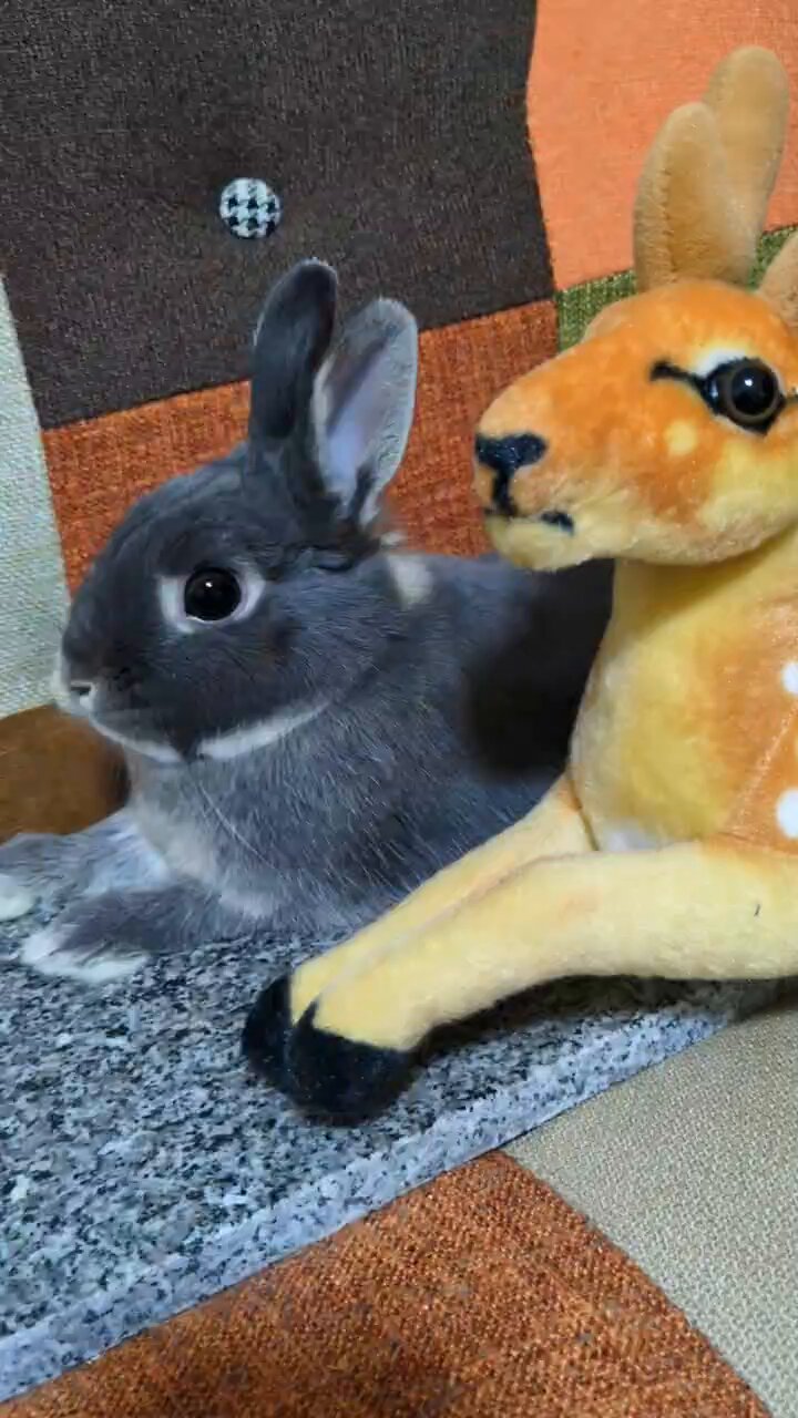 *  　バンビと　たわむれるウサギ  　* Amazon.co.jp: Bunby 私のリアルなウサギのおもちゃ