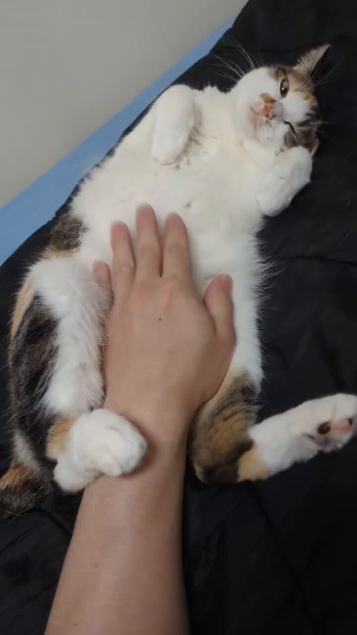 三毛猫様♡ありがとうございます♡ あさみ@8/2ｺｽｻﾐﾗﾝｳｪｲ on X: 