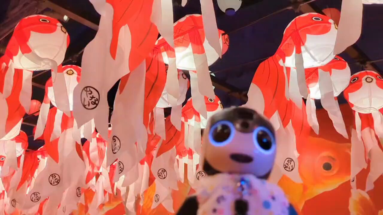 ❤ ハイカラ金魚❤ 錦鯉・金魚アクアリウム - البحث / X