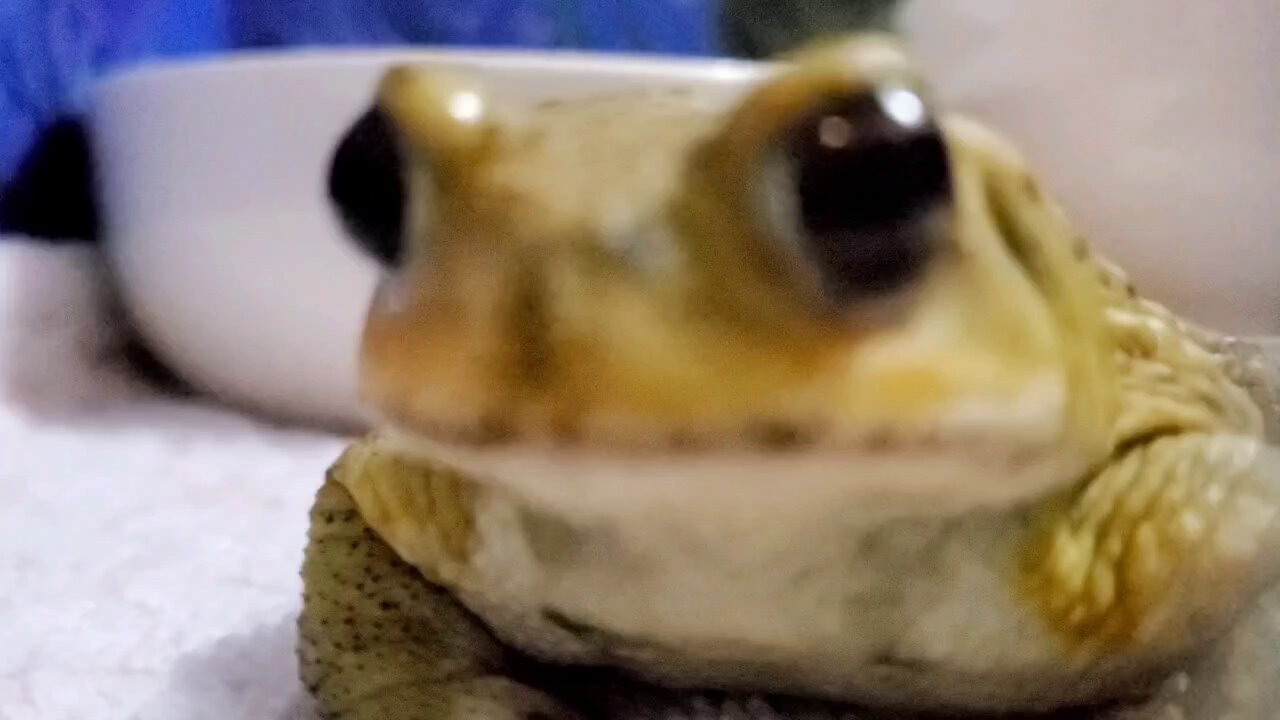 give_me_frog_ページ Amazon.co.jp: ティーズファクトリー コジコジ おかおマスコット