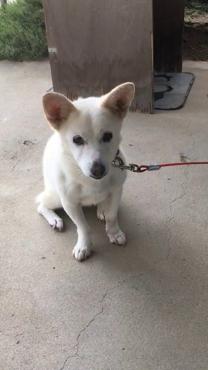しろい犬 yb1223u4o42eis-1.jpg