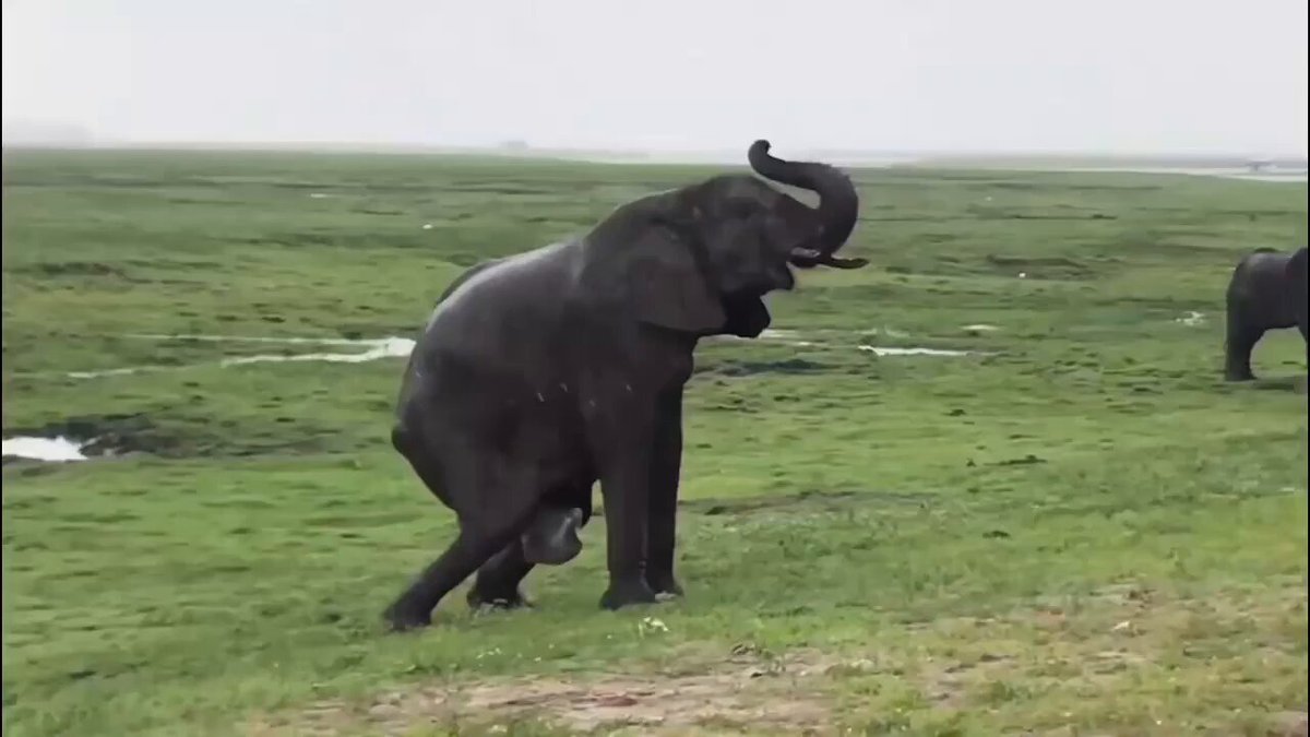 Oldinda bir odam sikini silkitadi