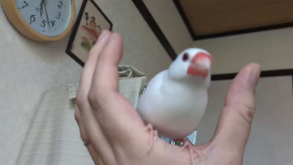 XL文鳥 (@XLBunchou) / X