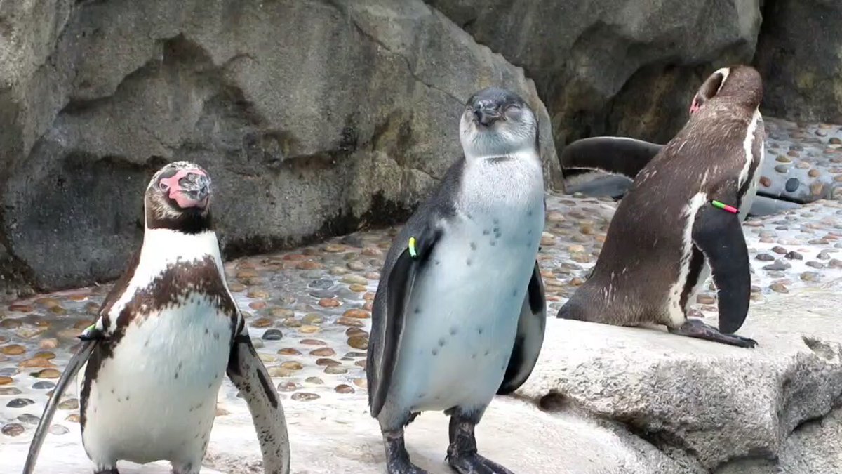 ペンギン夫の妻 こきん22 on X: 