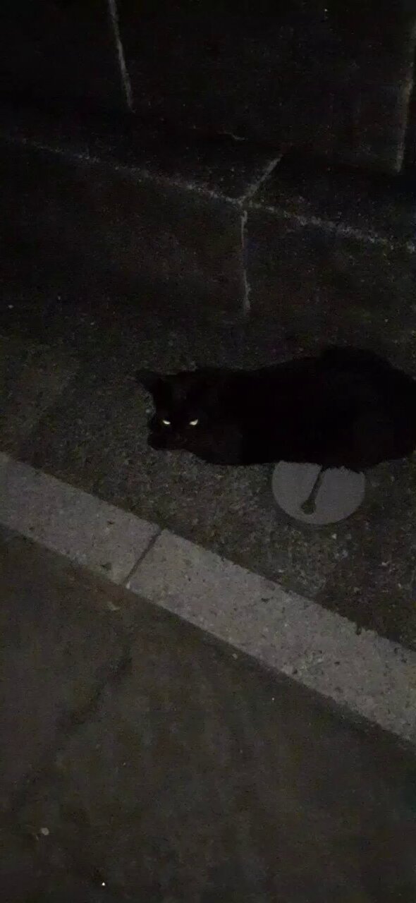 🐱こじめろ猫ミクロあいちびとらしまクロだいひめこしんとら