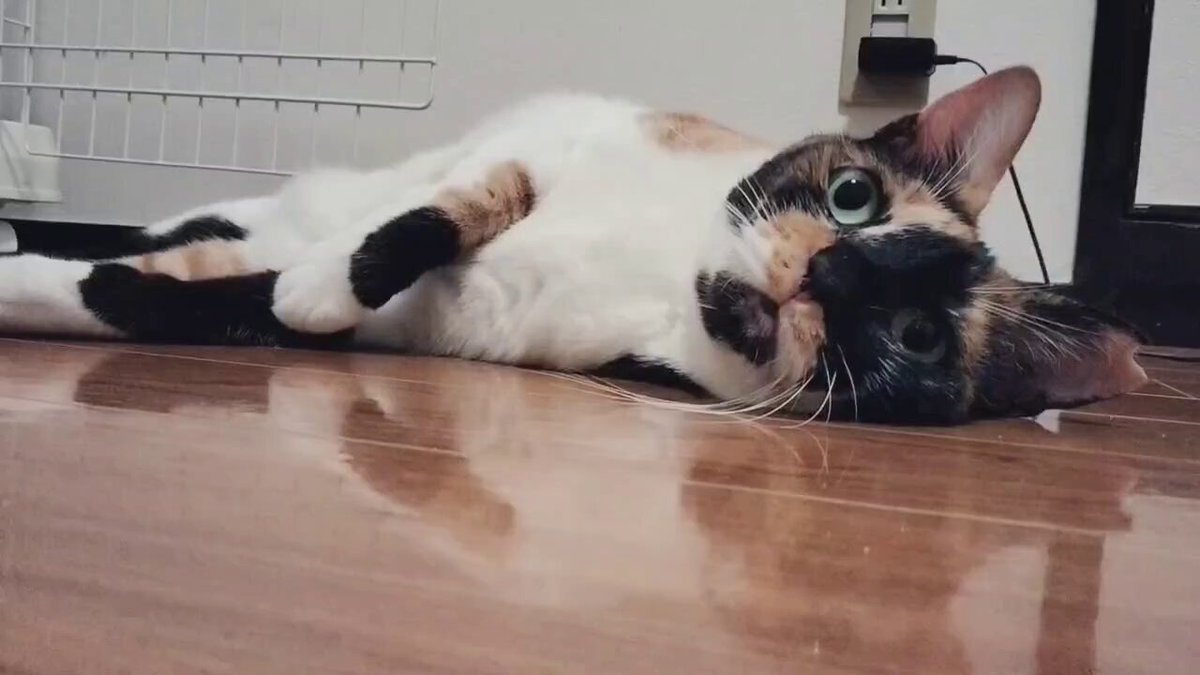三毛猫♡ ちったんです🐱🩷 ネムネム( ¯꒳​¯ )ᐝ あ〜猫になりたい♡ #猫