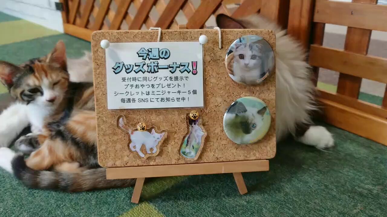 【ハル猫】ことりのあそびば 【ハル猫】ことりのあそびば