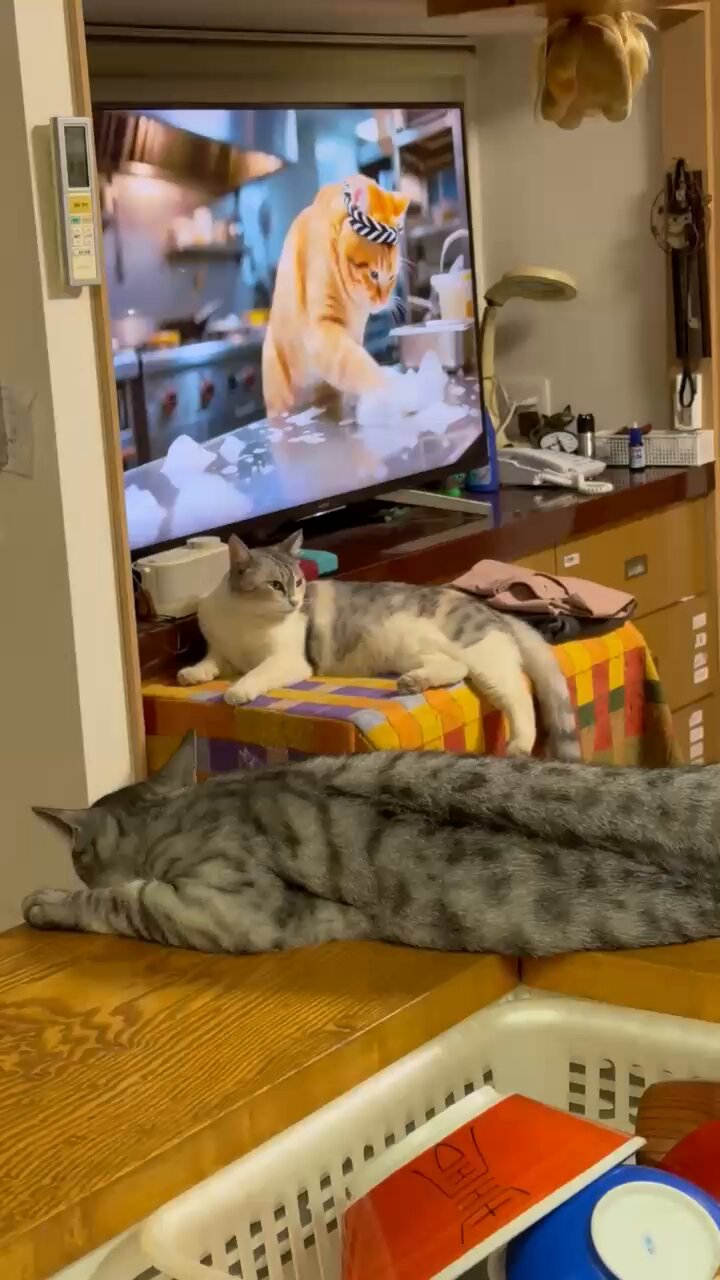 23ねこだらけ ねこだらけ』（横山 キムチ）｜講談社