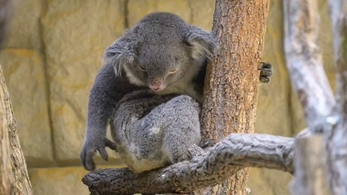 コアラ きらら☆あずま☆きんとき☆こまち💤 2025.8.11 . #koala