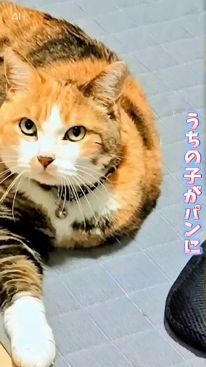 三毛猫♡ ちったんです🐱🩷 ネムネム( ¯꒳​¯ )ᐝ あ〜猫になりたい♡ #猫