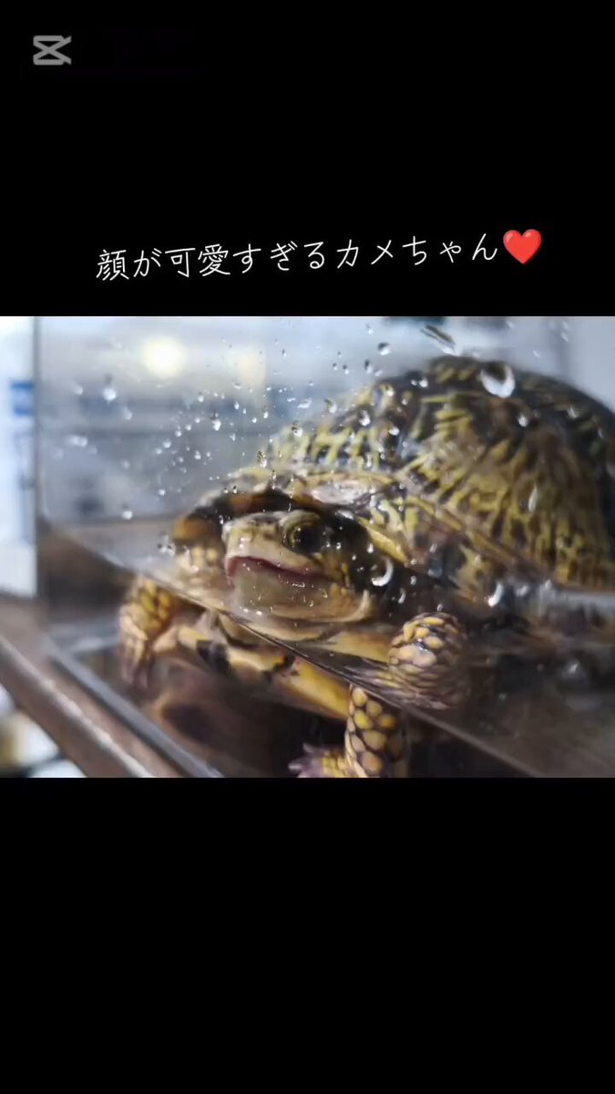 ❤︎ 亀 ❤︎ 亀ﾟ - অনুসন্ধান / X