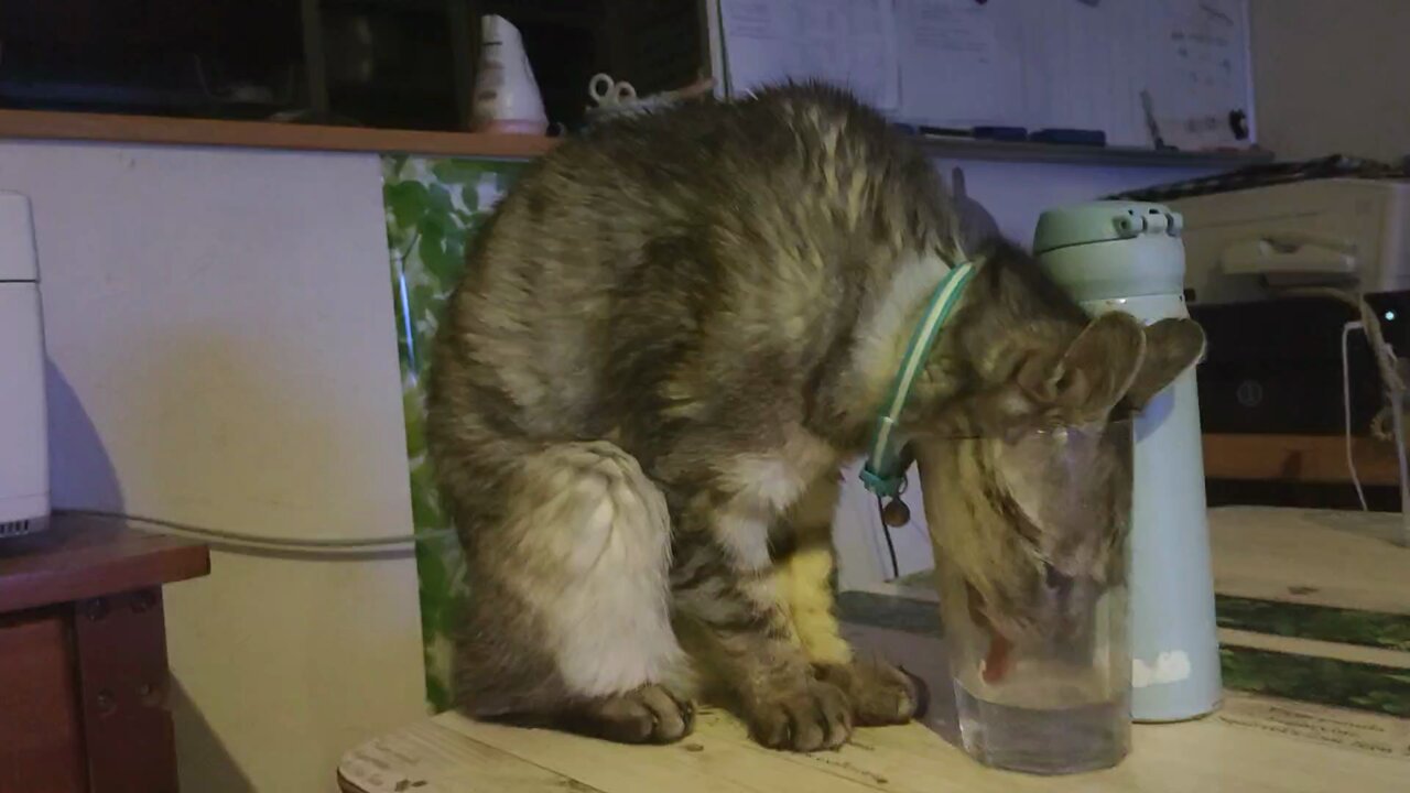 猫清 YokohamaCats/信清 on X: 