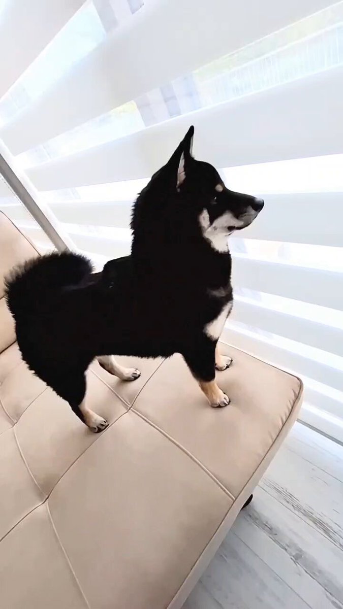 黒柴あおい🐾 on X: 