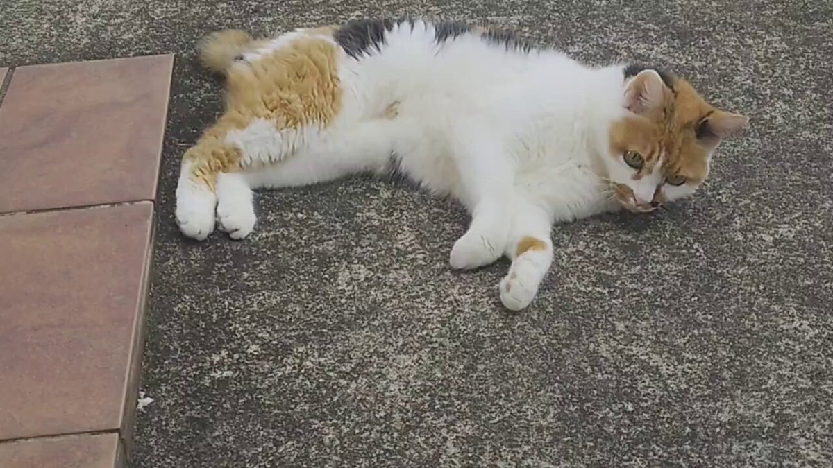 食べちゃう(三毛猫) 三毛猫】フードをこぼしながら食べがちな猫（2023年8月17日