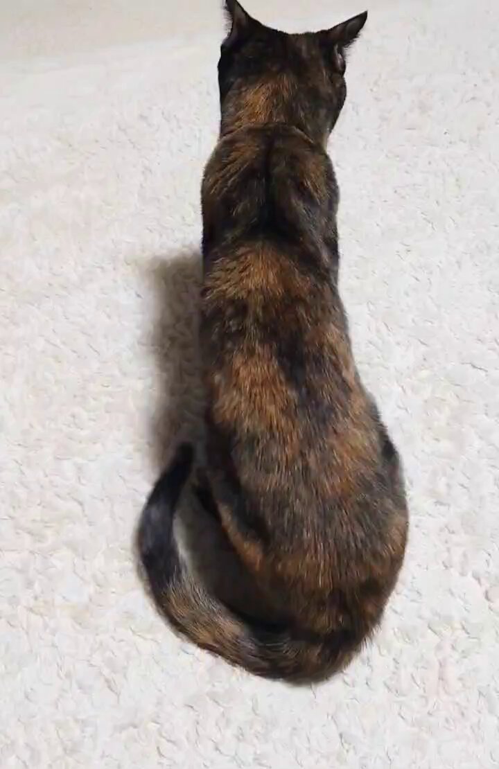 サビ猫たまちゃん on X: 