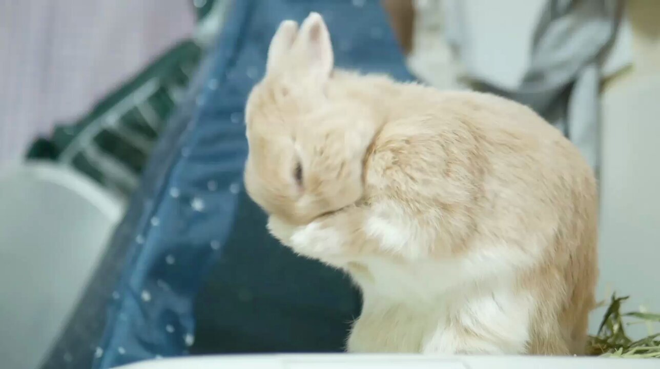 ヒノキのうさぎ様 うさぎのひのき🌳 Hinoki bunny (@hinokiusa) / X