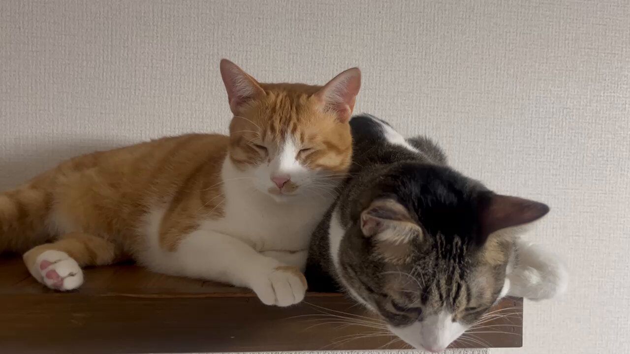 けいちゃん猫ちゃん 2025/04/30㈬ 東林間のご立派な猫様に仕事終わり癒し倒されまし