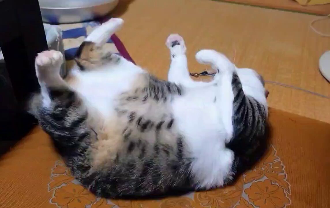 ちゃちゃ☘️可愛い猫ちゃんいます❤︎໒꒱様 ねこぢい on X: 