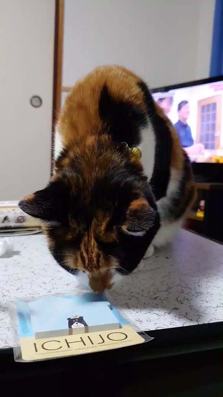 三毛猫♡ 三毛猫 - Search / X