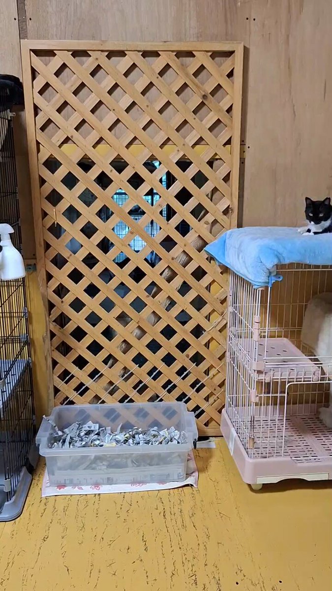 Chiffons285285's video Tweet 龍脈の精髄 ― クラスター 「聖域を生む