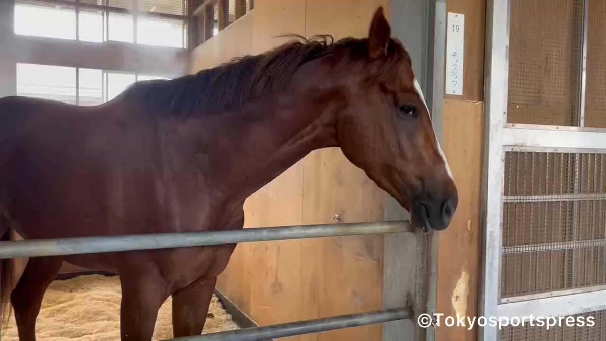 会馬公式 📷表紙の一枚📷 週刊Gallop 6/29号の表紙はメイショウタバルと