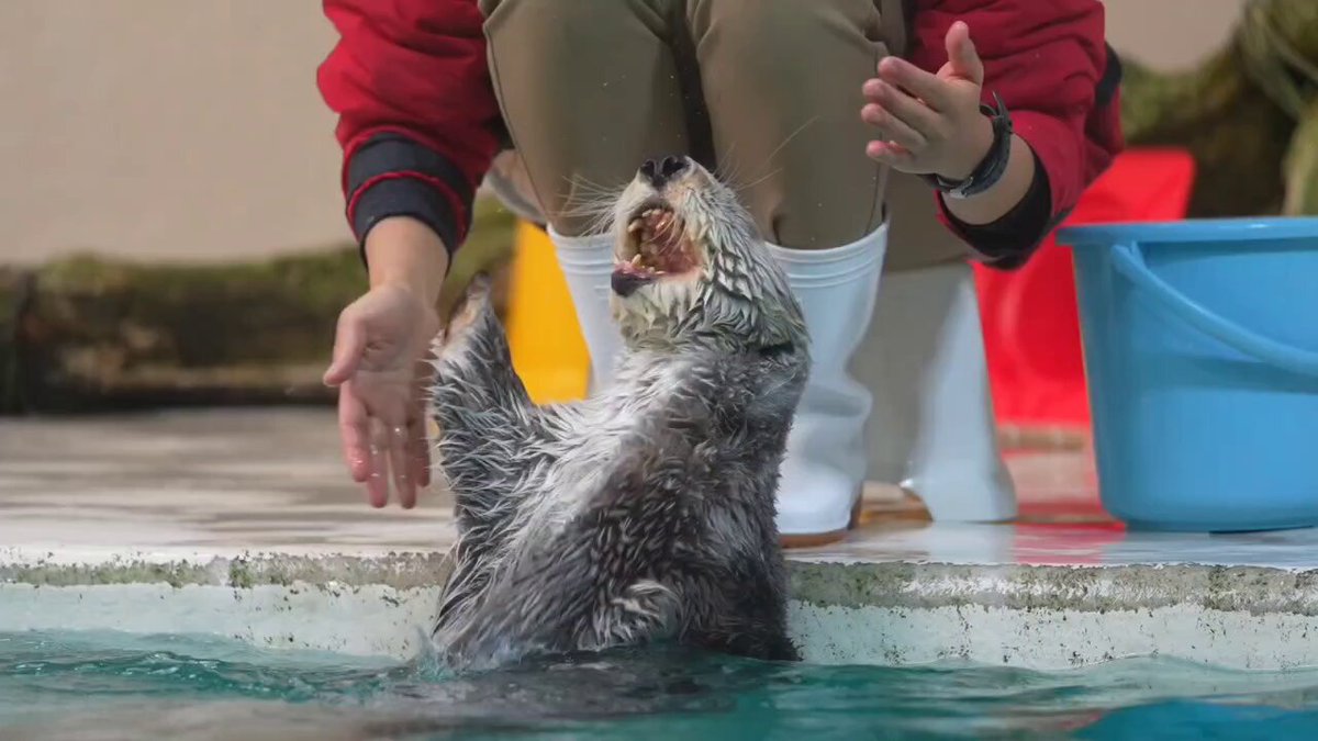 一度いいねしたらいーっぱい出てくるようになった鳥羽水族館のラッコ