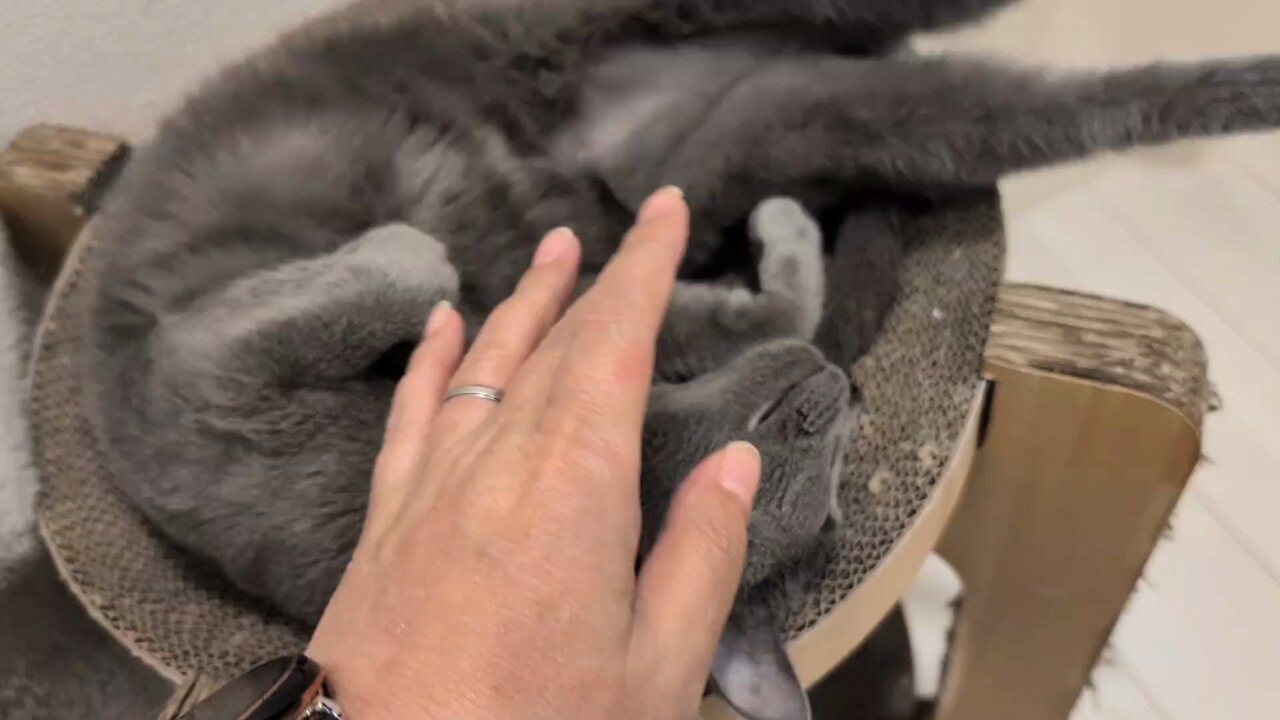 ねこまみれ 1660499611-1250x1120.png.jpg?h