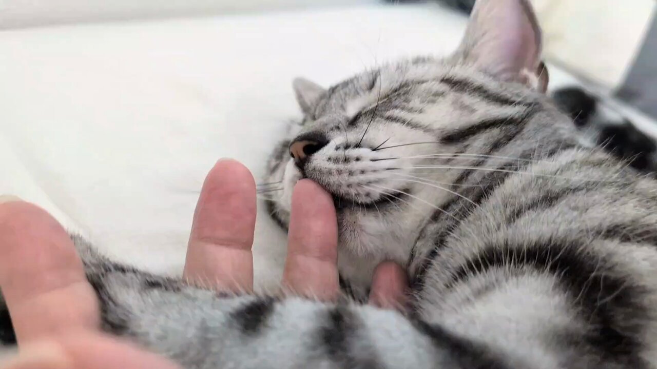 ねこまみれ ねこまみ (@neko_mamire6) • Instagram photos and videos