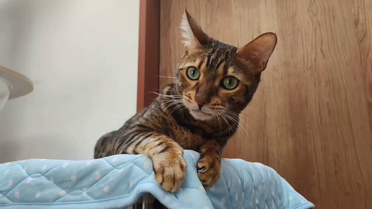 ねこと暮らす - অনুসন্ধান / X