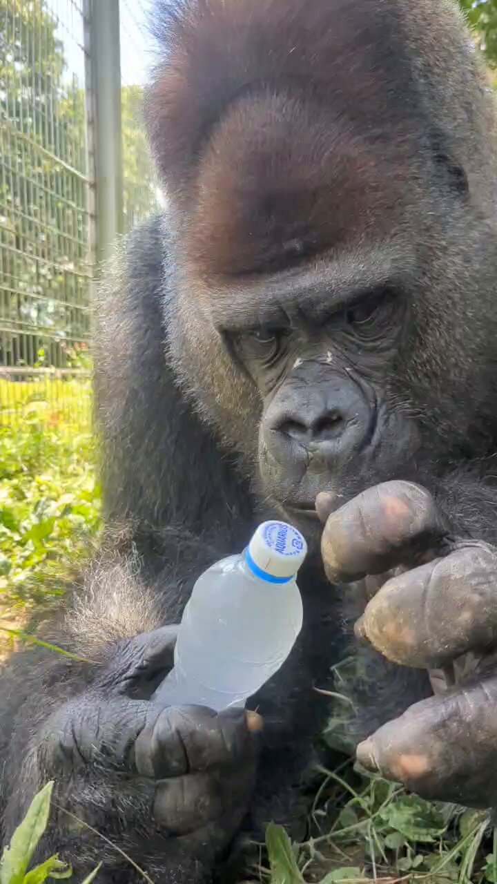 ゴリラです！ Gorilla gorilla gorilla / Western lowland gorilla in Kyoto