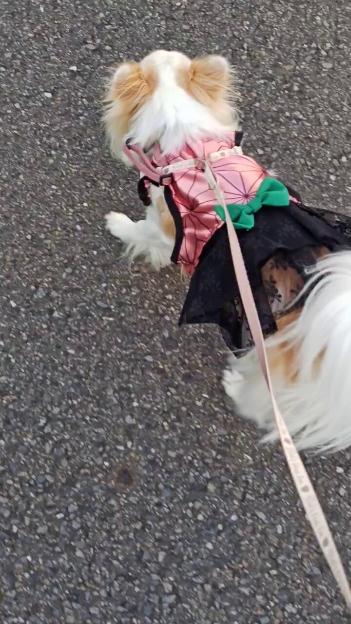 ♪犬服ハンドメイド♪♡5malu♡ 手作り犬服 - Search / X