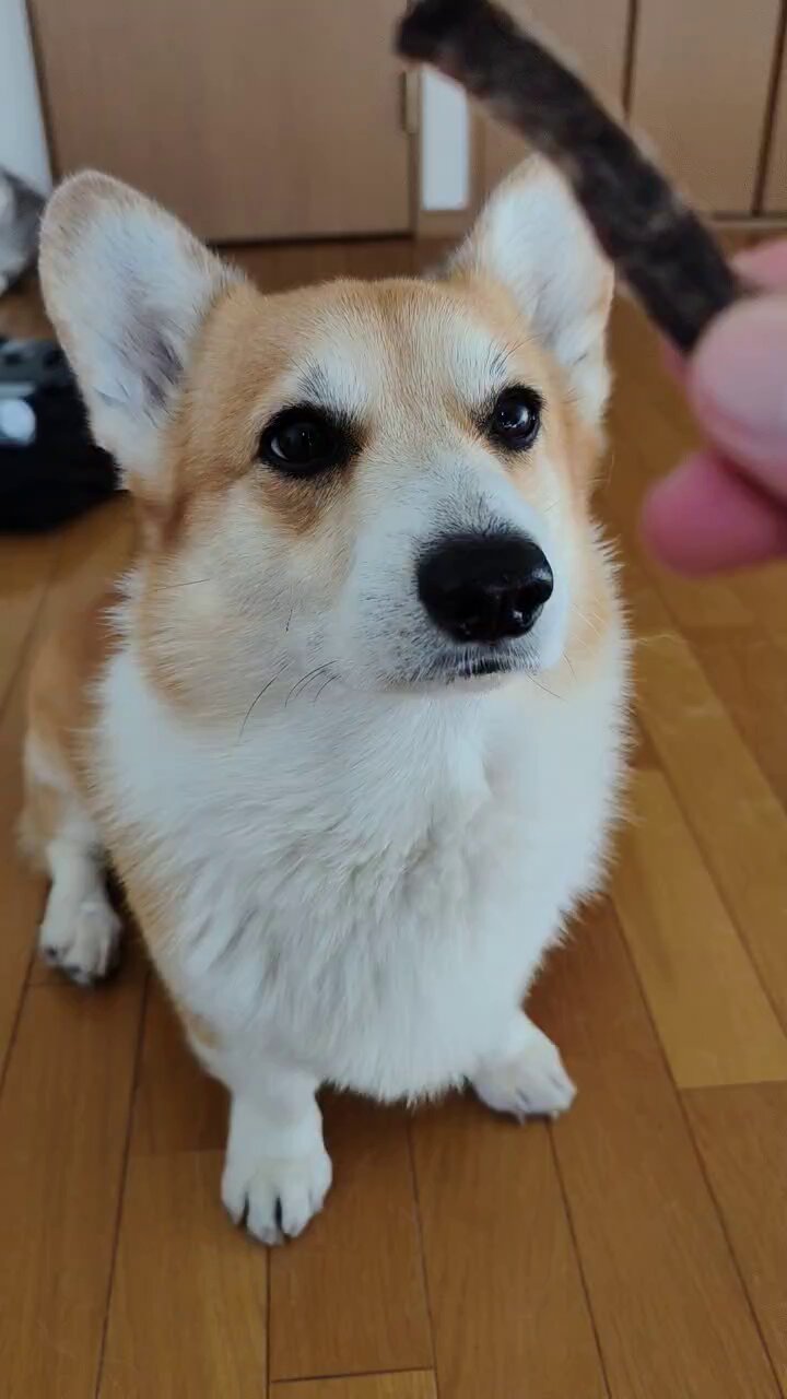 コーギーのプッチーニ (@puchcorgi) / X