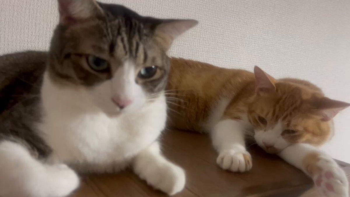 キジちゃん 26点 おまとめ 11日更新 小さな可愛らしい キジ虎ちゃん」山口県 - 猫の里親募集(522308