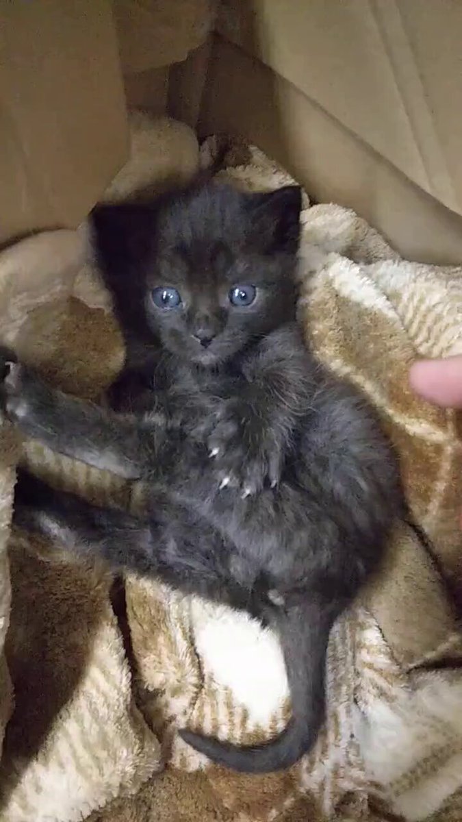 トラ猫ゴロー ゴロー🐾 on X: 