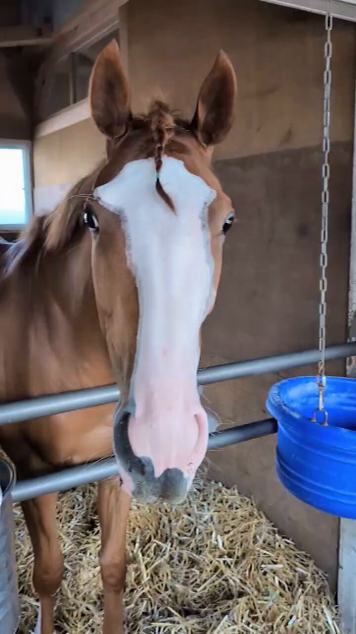 とべ!\"おちこぼれ馬\"ミルキーウェイ : 五輪へ出場した沢井選手と馬の物語 sddefault.jpg