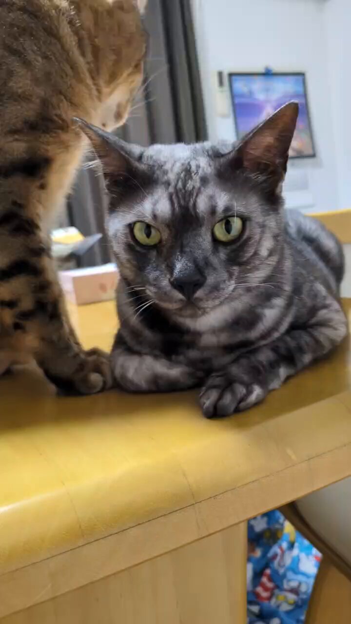 【中古】 ねこぷに ３/メディアックス/まつうらゆうこ キャットスマック にゃんズ満足 お魚ミックス ( 6.5kg )/ : 爽快