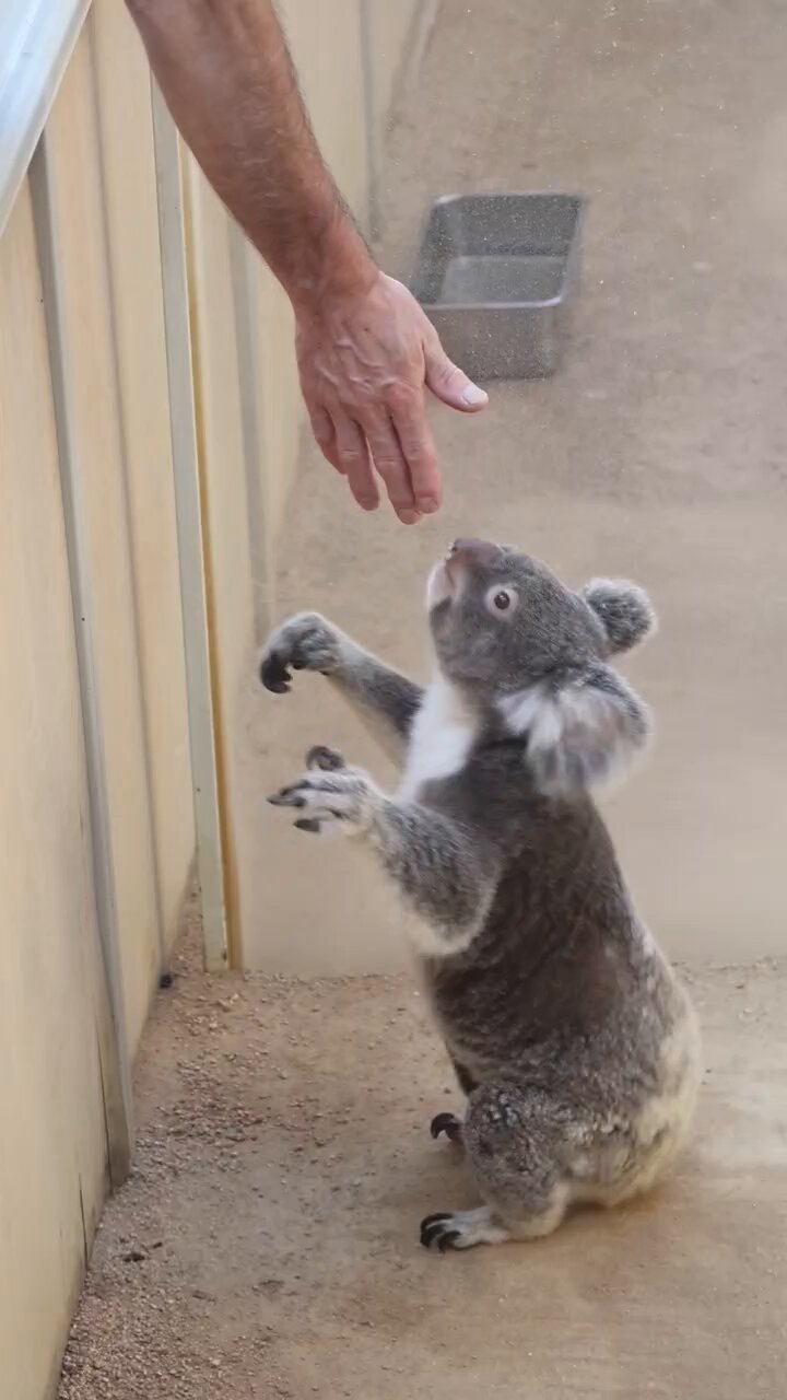 デハラユキノリ　ABOUT ANIMALS  コアラおばさん　おまけ付き 去りゆくSiriを見つめる我🐨🎩🍑👀 20250803 🙅‍♀️無断転載