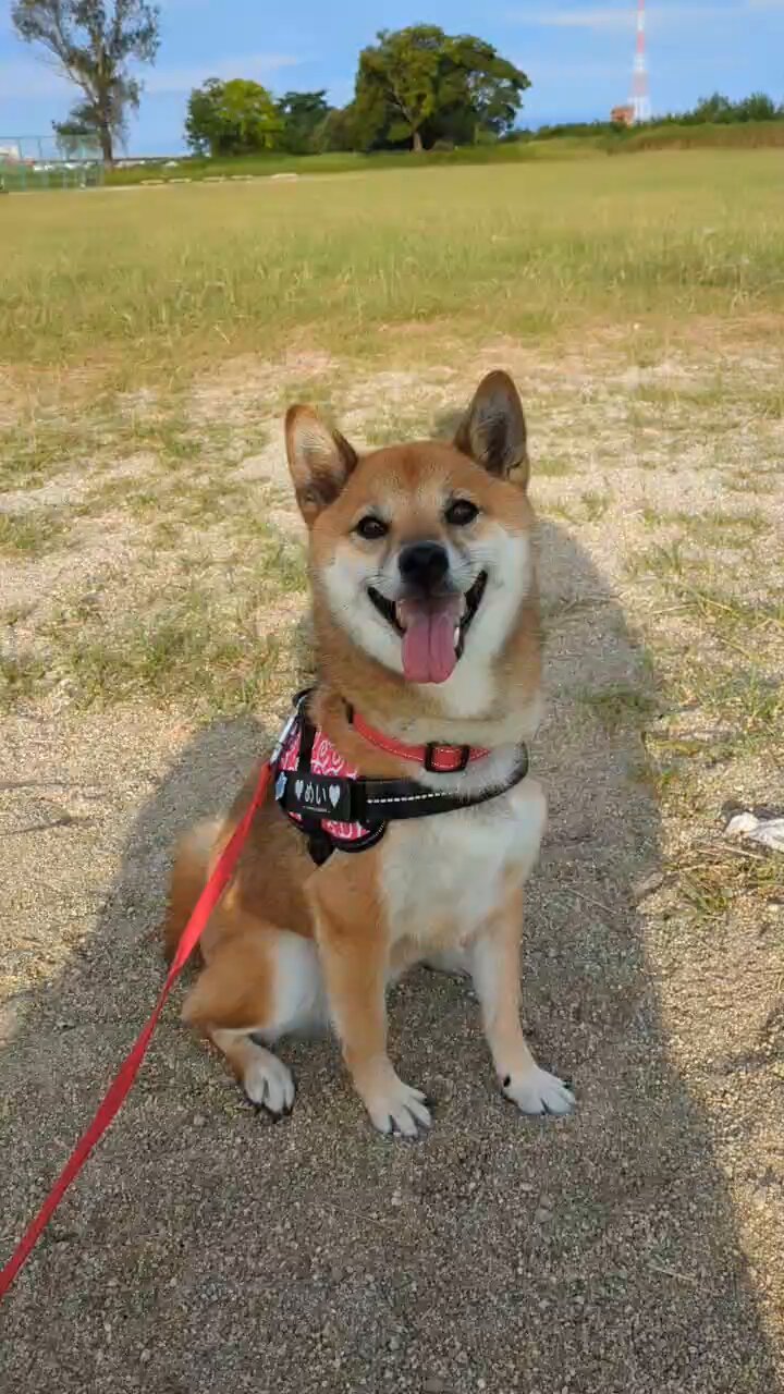 酢飯様　ご購入おまとめページ　４点　柴犬さん　メイちゃん　他 酢飯様 ご購入おまとめページ 4点 柴犬さん メイちゃん 他 The