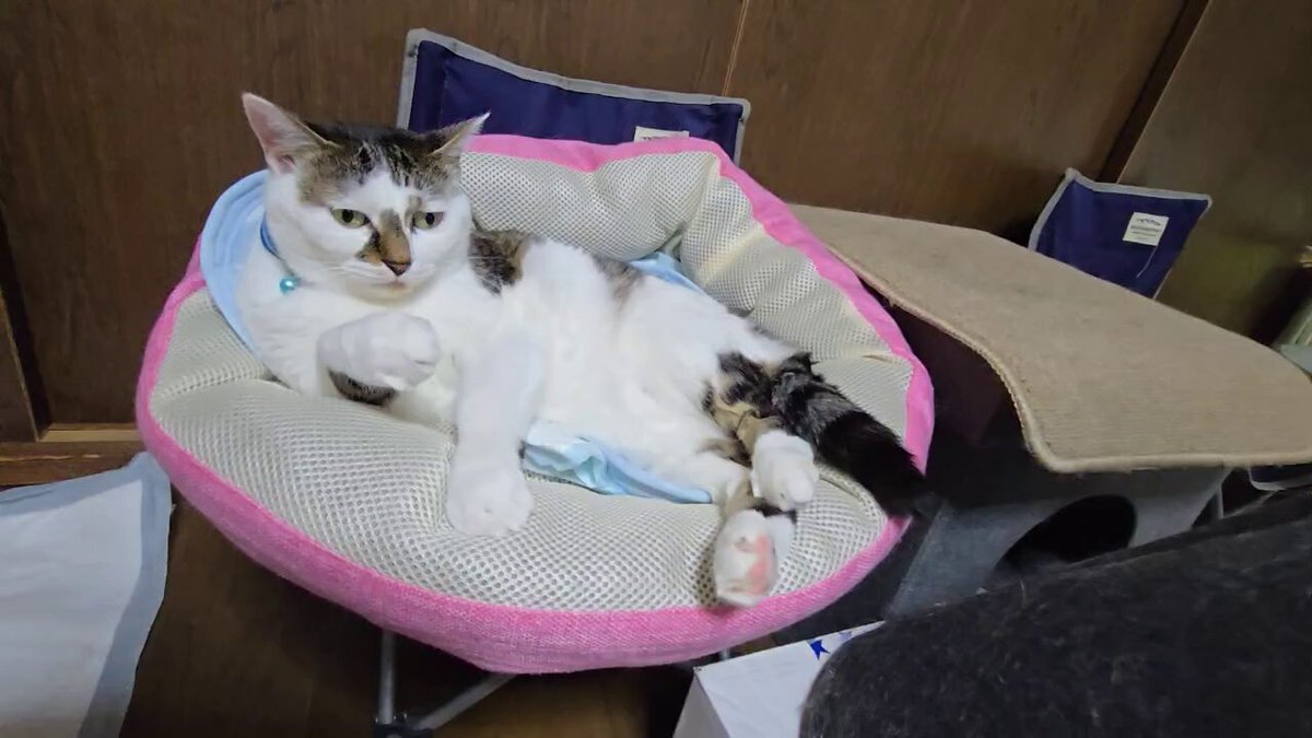 あくびねこさま専用 文庫版サイズ】あくびする猫 刺繍 ブックカバー 日本製 honok