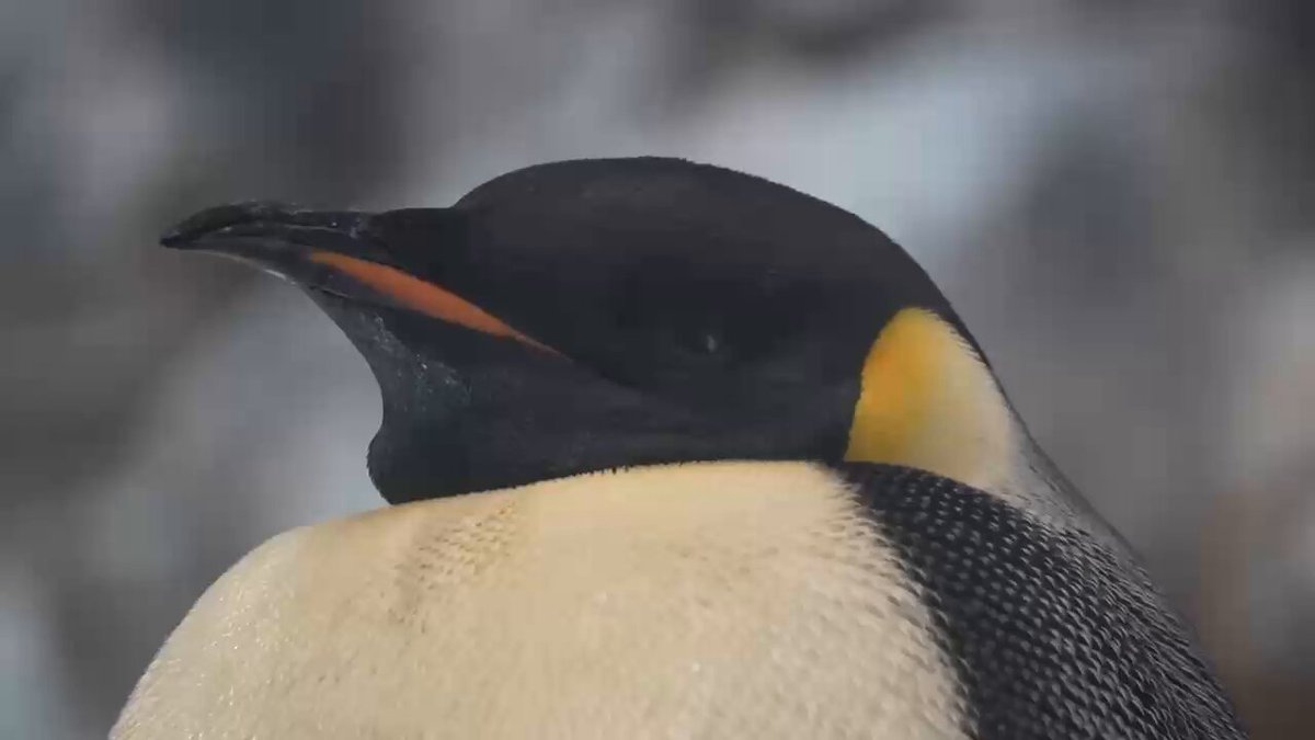 ペンギン剥製 ペンギン 剥製