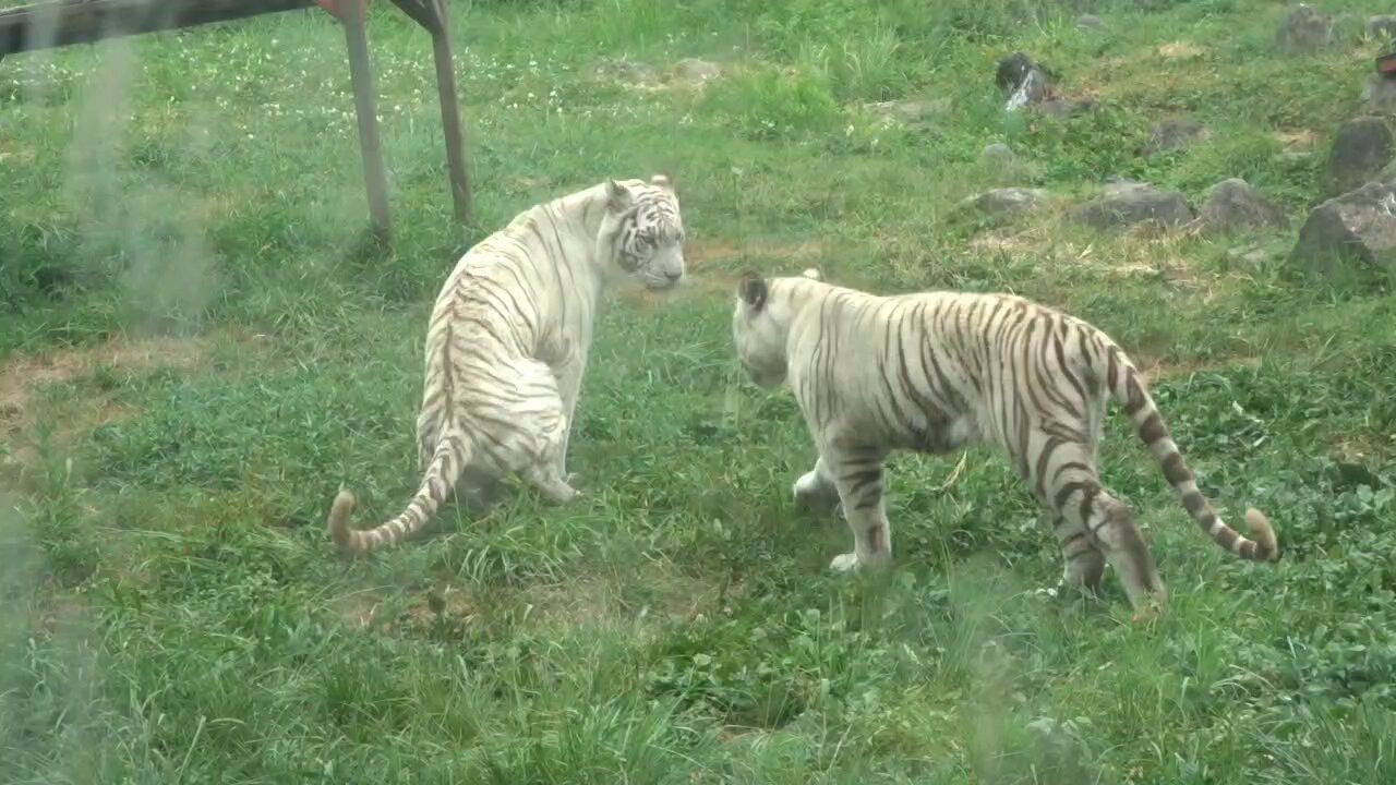e♡♡♡ カモ トラ シロクマ なぉ on X: 