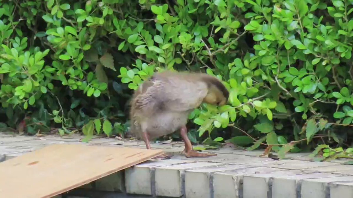 カルガモの親子専用ページ カルガモ親子の動画 | マリンスケープ