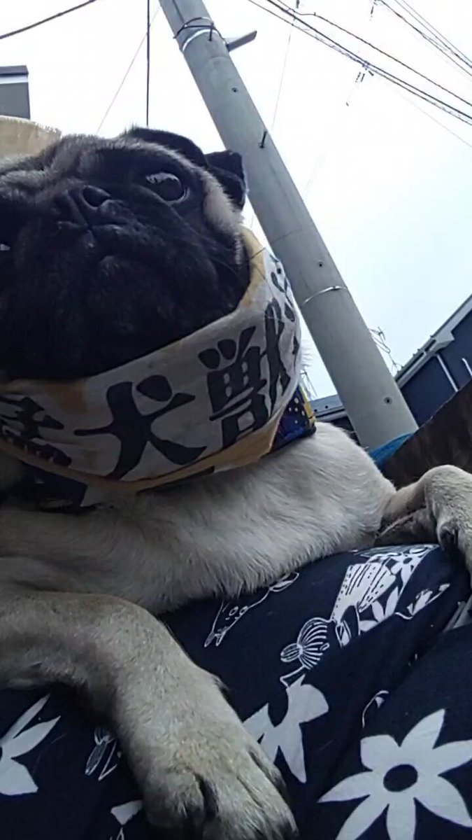 あきぱぐ PUGJYU パグ獣　３体セット Amazon.co.jp: パグ獣 あきぱぐ パグ獣 PUGJYU シカフェス