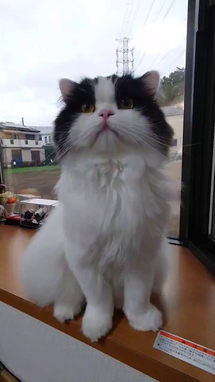【ハピネスページ】猫さん4体 ねこと暮らす - Cerca / X