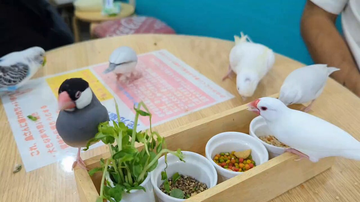 MIRAI-UP Bird+ (@MU_Birdplus) / X
